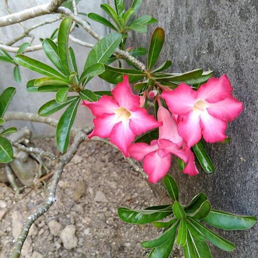 アデニウムオベスム多肉植物 ハル 南城の家具の中古あげます 譲ります ジモティーで不用品の処分