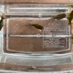 金魚　オランダ獅子頭　稚魚　400円/5匹