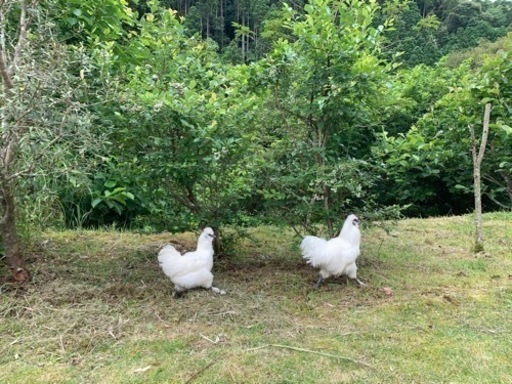 烏骨鶏オスメスペア Naoki 曽山寺のその他の里親募集 ジモティー 烏骨鶏オスメスペア Naoki 曽山寺のその他の里親募集 ジモティー