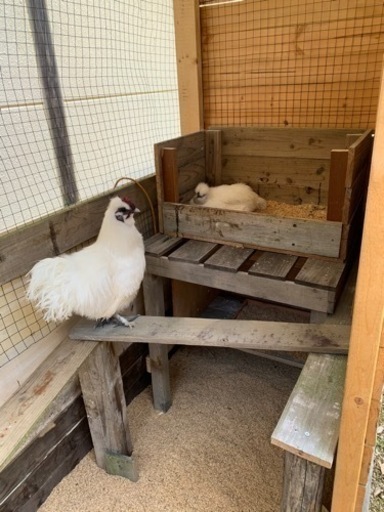 烏骨鶏オスメスペア Naoki 曽山寺のその他の里親募集 ジモティー 烏骨鶏オスメスペア Naoki 曽山寺のその他の里親募集 ジモティー