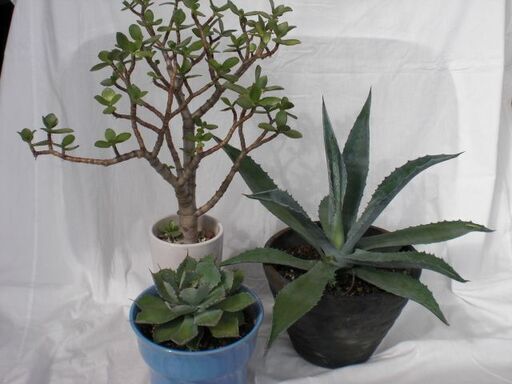 【観葉植物】　 アガベ　花月