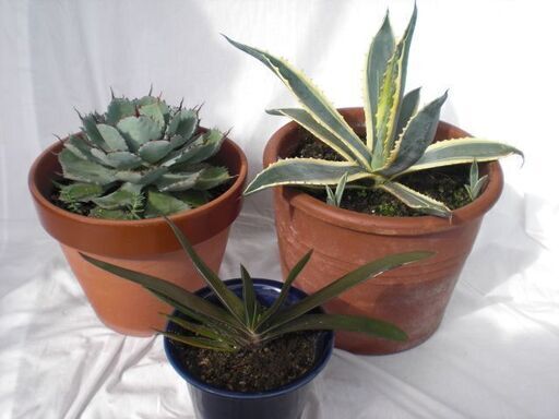 【観葉植物】　 アガベ　ガステリア