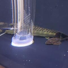 商談中 1500水槽