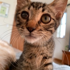 キジトラ子猫(3ヶ月位)甘えん坊の男の子です - 猫