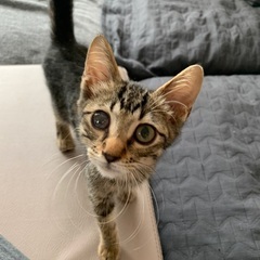 キジトラ子猫(3ヶ月位)甘えん坊の男の子です