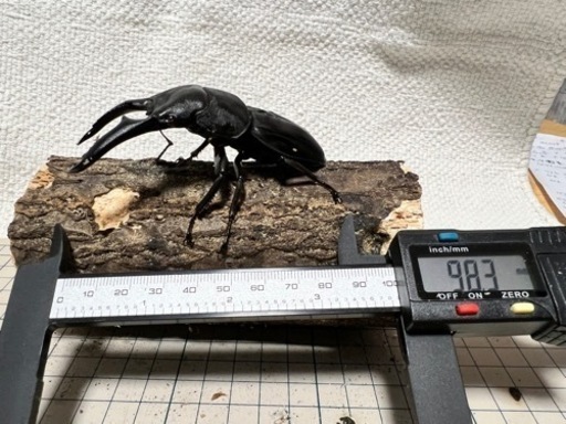 あんしん決済　送料無料　パラワンオオヒラタ新成虫　雄ピンクアイ　トリオ　98.3  49  46.8