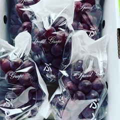 葡萄サニールージュ　贈答用🍇約2キロ箱入り