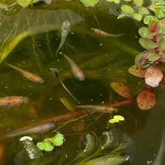 MIXメダカ稚魚、若魚 