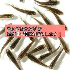 【残り僅か😭】黒メダカ(ﾆﾎﾝﾒﾀﾞｶ)稚魚 20匹