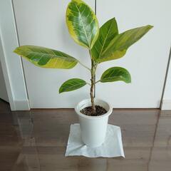 1観葉植物　アルテシーマ　ゴムの木