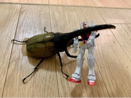 ヘラクレスオオカブト ギネス血統 オス一頭 カブトムシ