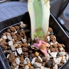 アガベ　スナグルトゥース　葉挿し4頭！　激レア！