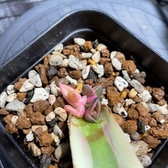 アガベ　スナグルトゥース　葉挿し4頭！　激レア！