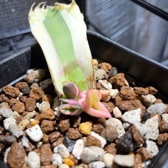 アガベ　スナグルトゥース　葉挿し4頭！　激レア！