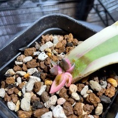 アガベ　スナグルトゥース　葉挿し4頭！　激レア！