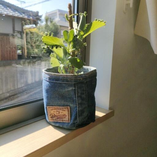 子宝草 観葉植物 とジーンズの入れ物と鉢 たーちゃ いよ立花のその他の中古あげます 譲ります ジモティーで不用品の処分