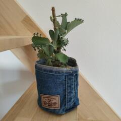 子宝草（観葉植物）とジーンズの入れ物と鉢
