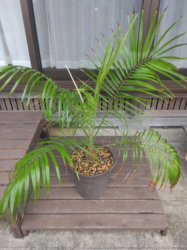 【希少種】ルピコラヤシ１０号鉢