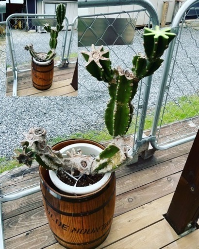 大人気棘無し鬼面角柱サボテンブランチ