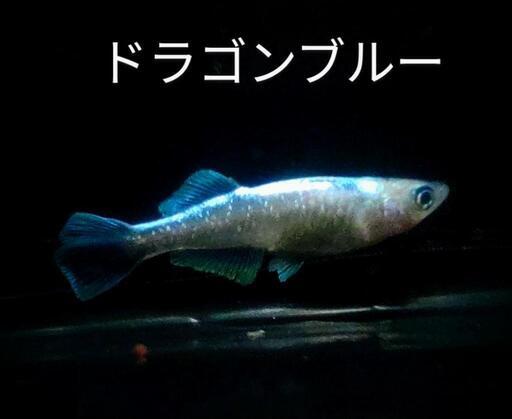 【取引決定】メダカ各種【稚魚】