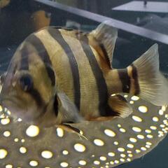 フォーバーダトニオ