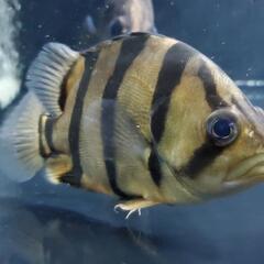 フォーバーダトニオ