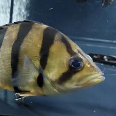 フォーバーダトニオ