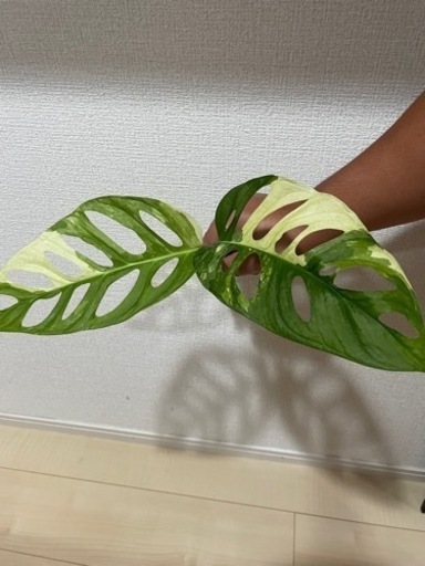 希少　観葉植物　斑入り　マドカズラ