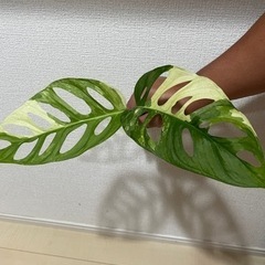【ネット決済・配送可】希少　観葉植物　斑入り　マドカズラ