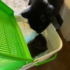 生後約2ヶ月男の子 黒猫ちゃん