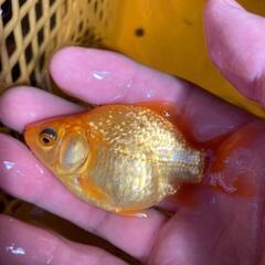 金魚 鏡鱗玉サバ 山の中の小さな金魚屋 多久のその他の中古あげます 譲ります ジモティーで不用品の処分