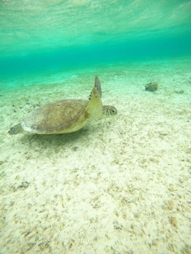 フラダンス初心者教室 Hula Baby 親子でも踊れる 無料体験レッスン募集中館林メンバー ᕼula Baby 茂林寺前のフラダンス の生徒募集 教室 スクールの広告掲示板 ジモティー