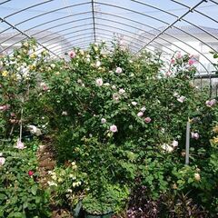 ビニールハウス。パイプハウス  農家用