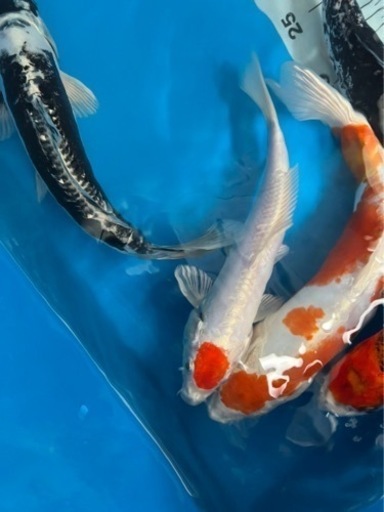錦鯉