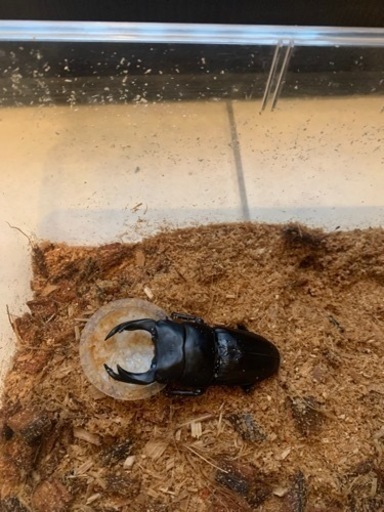 オオクワガタ  能勢YG 82.5mm ♀54mm 7匹まとめて