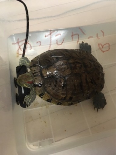 ミドリガメの里親募集 Tokoron 新所沢のその他の里親募集 ジモティー