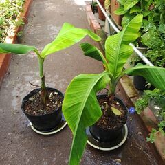植物【島バナナ】の苗