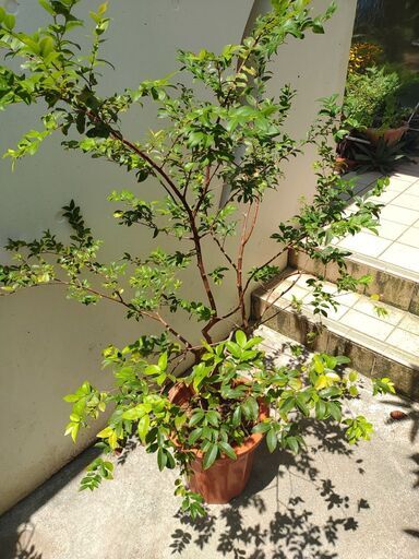 【取引中】植物【ジャボチカバ】