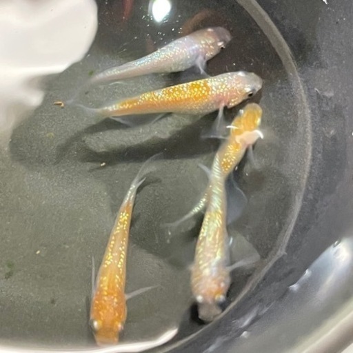 王華 めだか 高級メダカ オス1 メス2 けんた 伊丹のその他の中古あげます 譲ります ジモティーで不用品の処分