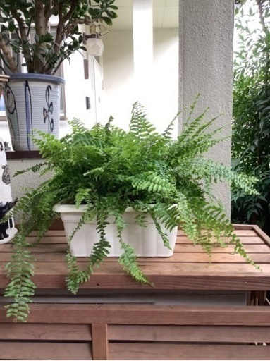 観葉植物　ボストンタマシダ