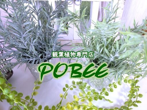 観葉植物専門店 Pobee 一つ一つ愛情を込めた 観葉植物 多肉植物 の販売中です 観葉植物 Pobee 札幌 のその他の無料広告 無料掲載の掲示板 ジモティー