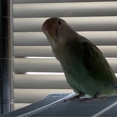 コザクラインコ