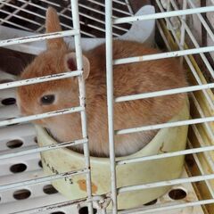 子ウサギ２羽(ミニウサギ) - 札幌市