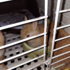 子ウサギ２羽(ミニウサギ) − 北海道