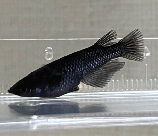 ブラックダイヤメダカの若魚250円 匹 めだかshop大月 赤塚のその他の中古あげます 譲ります ジモティーで不用品の処分