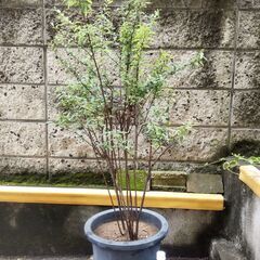 【終了/有難うございました‼】 コデマリ(小手鞠)の鉢植え 大型...