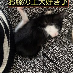 生後約1ヵ月　甘えん坊の子猫　里親募集！！ − 福岡県