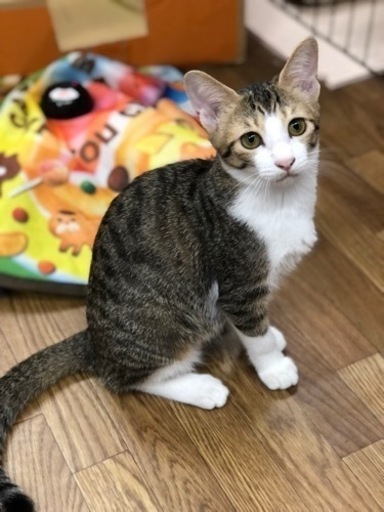 可愛い 小ぶりのキジ白ちゃん にゃ ちゃん 和泉中央の猫の里親募集 ジモティー