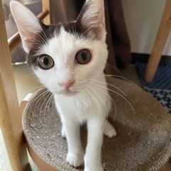 かつら猫ちゃんの里親募集中です。トライアル中です。の画像