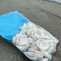 海の贈り物『白い貝殻』